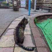 ヒメ日記 2026/03/26 21:27 投稿 あい 尻舐め女