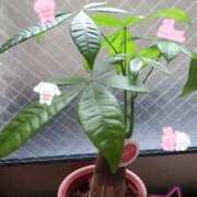 ヒメ日記 2025/05/29 19:40 投稿 ふぶき 横浜人妻セレブリティ（ユメオト）