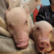 ヒメ日記 2025/08/04 19:06 投稿 ふぶき 横浜人妻セレブリティ（ユメオト）