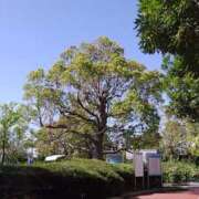 ヒメ日記 2026/04/11 21:53 投稿 ふぶき 横浜人妻セレブリティ（ユメオト）