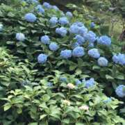 ヒメ日記 2025/01/06 14:21 投稿 なごみ 神田ハンドメイド