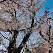 ヒメ日記 2026/04/04 08:03 投稿 岩本(いわもと) 八王子人妻城