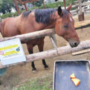 ヒメ日記 2026/01/01 06:30 投稿 けいこ ドリーム水戸