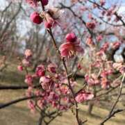 ヒメ日記 2025/04/06 02:51 投稿 みさと 春日部人妻花壇