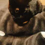 ヒメ日記 2025/03/09 13:22 投稿 りか ギン妻パラダイス 堺東店