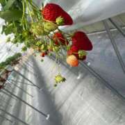 ヒメ日記 2025/04/27 13:12 投稿 りか ギン妻パラダイス 堺東店