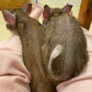 ヒメ日記 2025/08/11 17:30 投稿 りか ギン妻パラダイス 堺東店