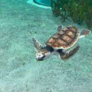 りか うぅ🥲 ギン妻パラダイス 堺東店