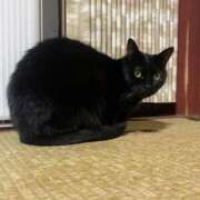 ヒメ日記 2026/03/15 14:08 投稿 りか ギン妻パラダイス 堺東店