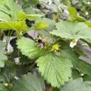 りか ぶんぶん ギン妻パラダイス 堺東店