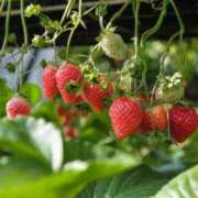 あやか 🍓 ミセス クリエーション