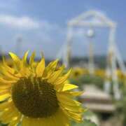 ヒメ日記 2025/08/05 12:10 投稿 木梨まいこ 五十路マダム 徳島店