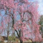 ヒメ日記 2025/04/11 11:28 投稿 あさか ミセス クリエーション