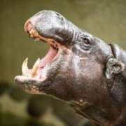 ヒメ日記 2025/06/11 19:18 投稿 アップルパイ お取り寄せスイーツ 女の子市場