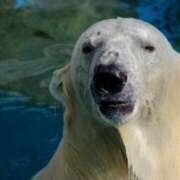 ヒメ日記 2025/06/18 14:08 投稿 アップルパイ お取り寄せスイーツ 女の子市場