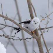 ヒメ日記 2025/06/21 12:38 投稿 アップルパイ お取り寄せスイーツ 女の子市場