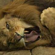 ヒメ日記 2025/07/07 16:28 投稿 アップルパイ お取り寄せスイーツ 女の子市場