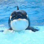 ヒメ日記 2025/07/12 10:28 投稿 アップルパイ お取り寄せスイーツ 女の子市場