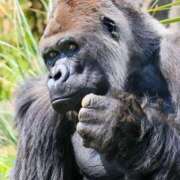 ヒメ日記 2025/07/14 17:28 投稿 アップルパイ お取り寄せスイーツ 女の子市場