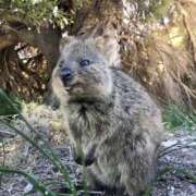 ヒメ日記 2025/07/28 14:58 投稿 アップルパイ お取り寄せスイーツ 女の子市場