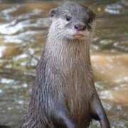 ヒメ日記 2025/08/04 15:08 投稿 アップルパイ お取り寄せスイーツ 女の子市場