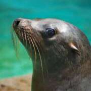 ヒメ日記 2025/08/11 13:08 投稿 アップルパイ お取り寄せスイーツ 女の子市場