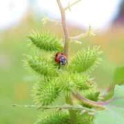 ヒメ日記 2025/09/17 14:08 投稿 アップルパイ お取り寄せスイーツ 女の子市場