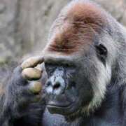 ヒメ日記 2025/09/27 21:08 投稿 アップルパイ お取り寄せスイーツ 女の子市場