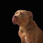 ヒメ日記 2025/10/20 14:28 投稿 アップルパイ お取り寄せスイーツ 女の子市場