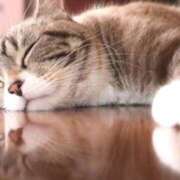 ヒメ日記 2025/11/01 17:21 投稿 アップルパイ お取り寄せスイーツ 女の子市場