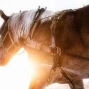 アップルパイ マイブーム お取り寄せスイーツ 女の子市場