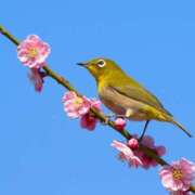 ヒメ日記 2026/02/21 14:41 投稿 アップルパイ お取り寄せスイーツ 女の子市場