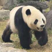 アップルパイ 教えてほしいこのキモチ お取り寄せスイーツ 女の子市場