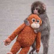 ヒメ日記 2026/03/14 15:51 投稿 アップルパイ お取り寄せスイーツ 女の子市場