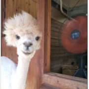 ヒメ日記 2026/03/20 17:02 投稿 アップルパイ お取り寄せスイーツ 女の子市場