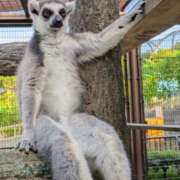 ヒメ日記 2026/03/23 16:21 投稿 アップルパイ お取り寄せスイーツ 女の子市場