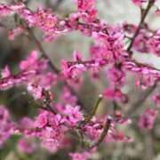 ヒメ日記 2025/02/25 10:08 投稿 樹里 石亭