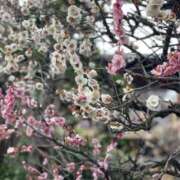 ヒメ日記 2025/03/12 11:37 投稿 樹里 石亭