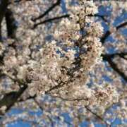 ヒメ日記 2025/04/05 21:53 投稿 樹里 石亭