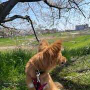 ヒメ日記 2025/04/09 09:09 投稿 樹里 石亭