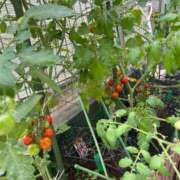 ヒメ日記 2025/06/25 09:10 投稿 樹里 石亭