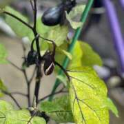 ヒメ日記 2025/06/25 22:42 投稿 樹里 石亭