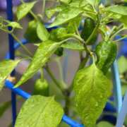 ヒメ日記 2025/06/26 09:57 投稿 樹里 石亭