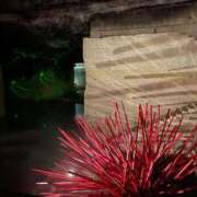 ヒメ日記 2025/10/05 09:12 投稿 樹里 石亭