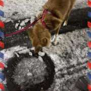 ヒメ日記 2026/01/03 06:19 投稿 樹里 石亭