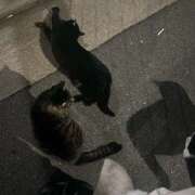 ヒメ日記 2025/12/31 22:53 投稿 れお ピーチパイ