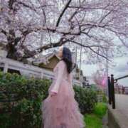 ヒメ日記 2025/04/11 17:21 投稿 さくら FORTE