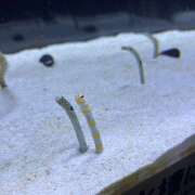 ヒメ日記 2025/08/21 01:48 投稿 あおい ピーチパイ