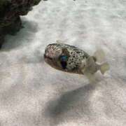 ヒメ日記 2025/11/09 20:49 投稿 あおい ピーチパイ