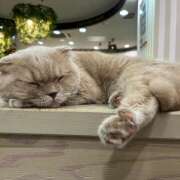 ヒメ日記 2025/11/21 20:25 投稿 あおい ピーチパイ